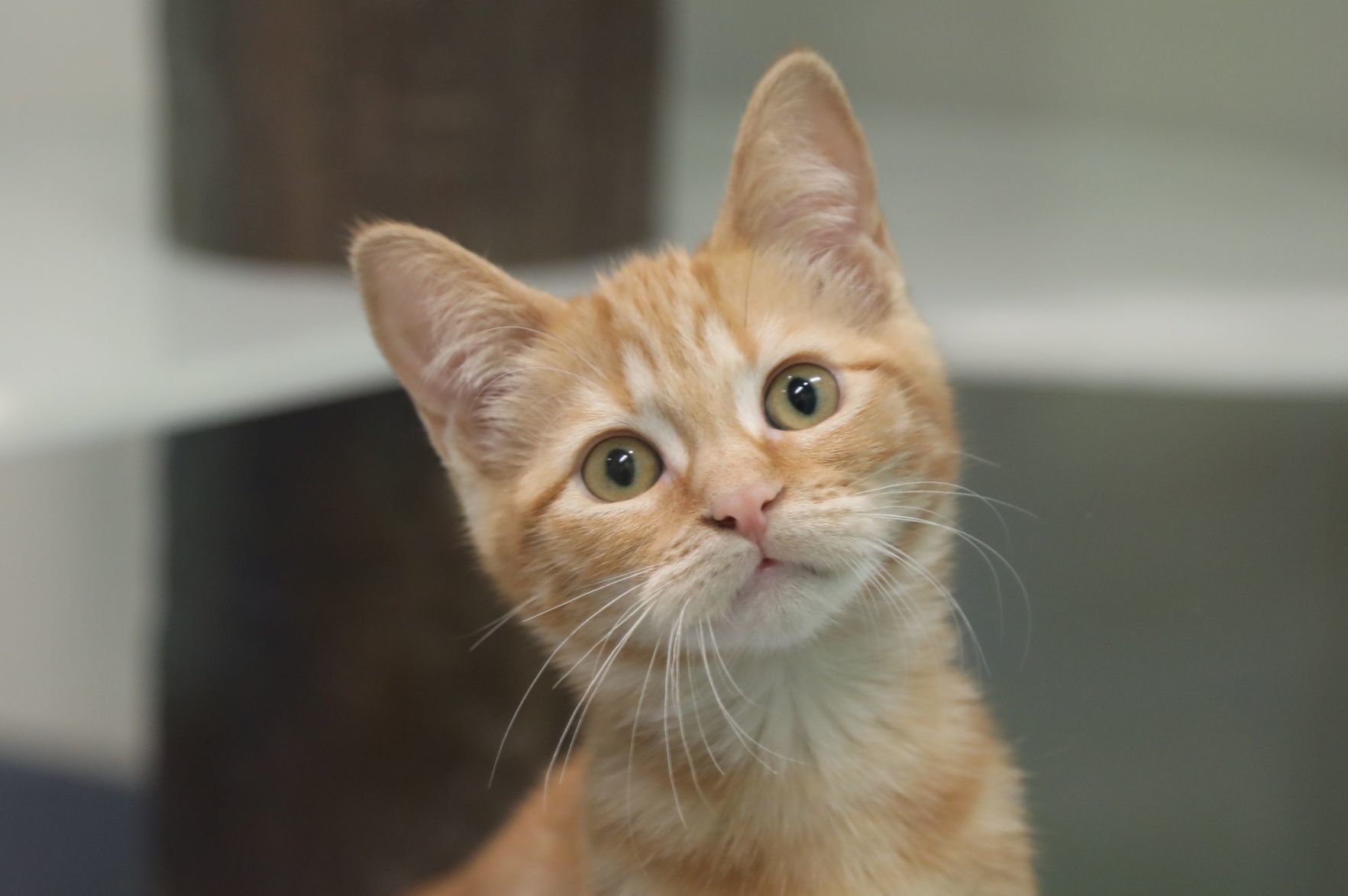 "Nino" ready for adoption